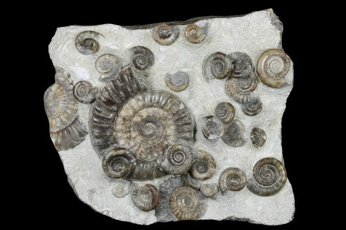 Rare Ammonite (Arnioceras) Cluster - Holderness Coast, England #176343